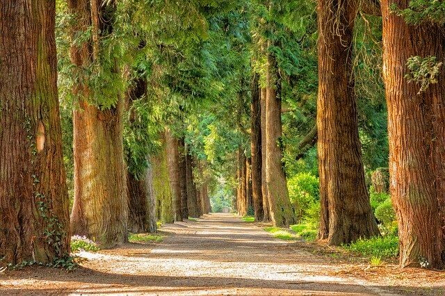 park